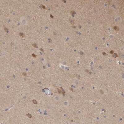 Immunohistochemistry-Paraffin: Secernin-1 Antibody [NBP1-87861]