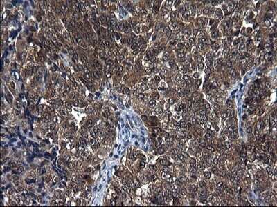 Immunohistochemistry: Secernin-1 Antibody (OTI1F2) - Azide and BSA Free [NBP2-74052]