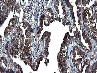 Immunohistochemistry: Secernin-1 Antibody (OTI1F2) - Azide and BSA Free [NBP2-74052]