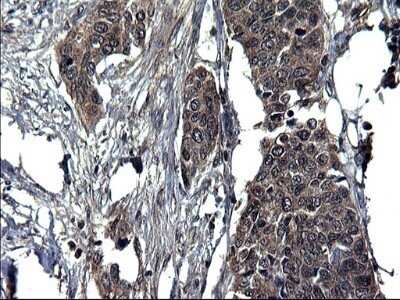 Immunohistochemistry: Secernin-1 Antibody (OTI1F2) - Azide and BSA Free [NBP2-74052]