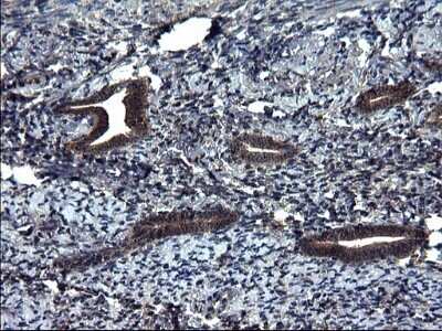 Immunohistochemistry: Secernin-1 Antibody (OTI1F2) - Azide and BSA Free [NBP2-74052]