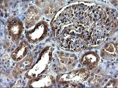 Immunohistochemistry: Secernin-1 Antibody (OTI1F2) - Azide and BSA Free [NBP2-74052]