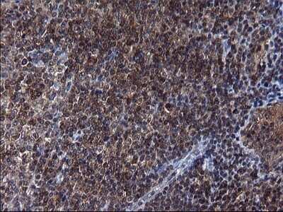 Immunohistochemistry: Secernin-1 Antibody (OTI1F2) - Azide and BSA Free [NBP2-74052]