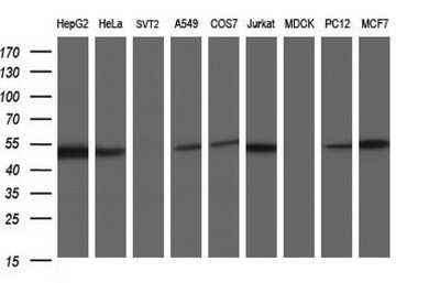 Western Blot: Secernin-1 Antibody (OTI1F2)Azide and BSA Free [NBP2-74052]