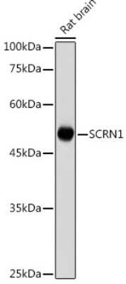 Western Blot: Secernin-1 AntibodyAzide and BSA Free [NBP3-16020]