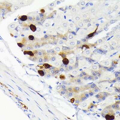 Immunohistochemistry-Paraffin: Secretagogin Antibody (9K8H9) [NBP3-15814]