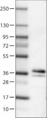 Western Blot: Secretagogin Antibody (CL0271) [NBP2-52897]