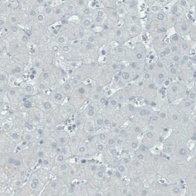 Immunohistochemistry-Paraffin: Secretagogin Antibody (CL0273) [NBP2-52898]