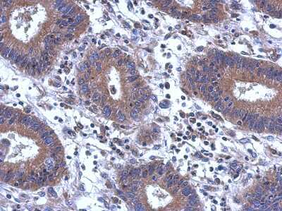 Immunohistochemistry-Paraffin: Secretagogin Antibody [NBP2-20286]