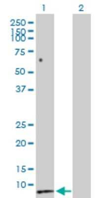 Western Blot: Secretin Antibody [H00006343-D01P]