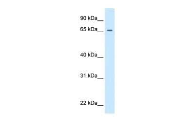 Western Blot: Segmentation protein paired Antibody [NBP3-09255]