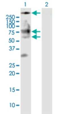 Western Blot: Seipin/BSCL2 Antibody [H00026580-D01P]