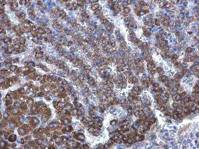 Immunohistochemistry-Paraffin: Seladin 1 Antibody [NBP1-32247]
