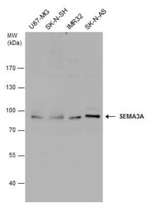 Western Blot: Semaphorin 3A Antibody [NBP3-12939]