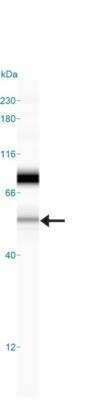Simple Western: Semaphorin 3B Antibody [NB100-2218]
