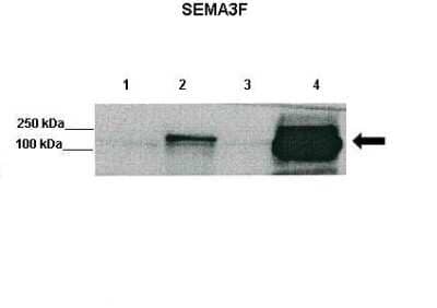 Western Blot: Semaphorin 3F Antibody [NBP1-91480]