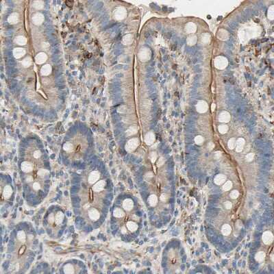 Immunohistochemistry-Paraffin: Semaphorin 4C Antibody [NBP1-80769]