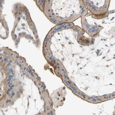 Immunohistochemistry-Paraffin: Semaphorin 4C Antibody [NBP1-80769]