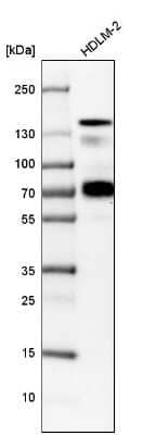 Western Blot: Semaphorin 4D/CD100 Antibody [NBP1-86705]