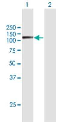 Western Blot: Semaphorin 6C Antibody [H00010500-B01P]