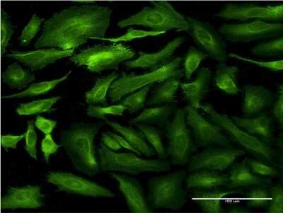 Immunocytochemistry/ Immunofluorescence: Semaphorin 7A Antibody (1G1) [H00008482-M06]