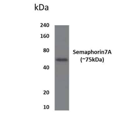 Western Blot: Semaphorin 7A Antibody (MM0537-99D22)Azide and BSA Free [NBP2-11884]