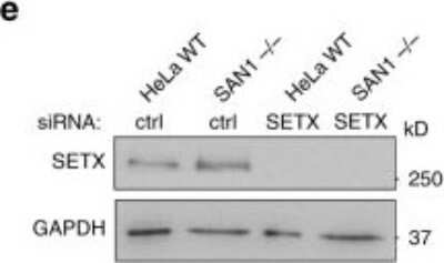 Knockdown Validated: Senataxin Antibody [NB100-57542]