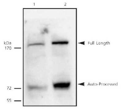 Western Blot: Separase Antibody (XJ11-1B12)BSA Free [NB100-439]