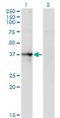 Western Blot: Septin-1 Antibody (1F12) [H00001731-M03]