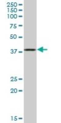 Western Blot: Septin-1 Antibody [H00001731-B02P]