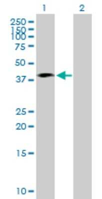Western Blot: Septin-1 Antibody [H00001731-B02P]