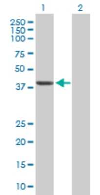 Western Blot: Septin-1 Antibody [H00001731-D01P]