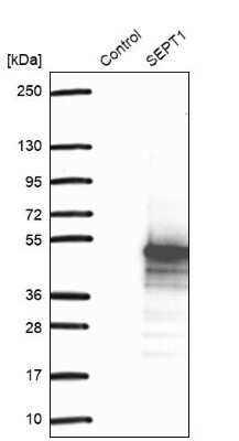 Western Blot: Septin-1 Antibody [NBP1-84251]