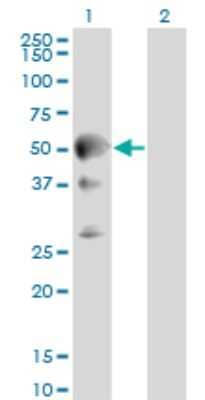 Western Blot: Septin-10 Antibody (2A12) [H00151011-M01]