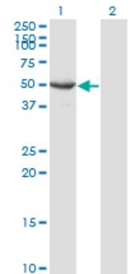 Western Blot: Septin-10 Antibody (3A9) [H00151011-M02]