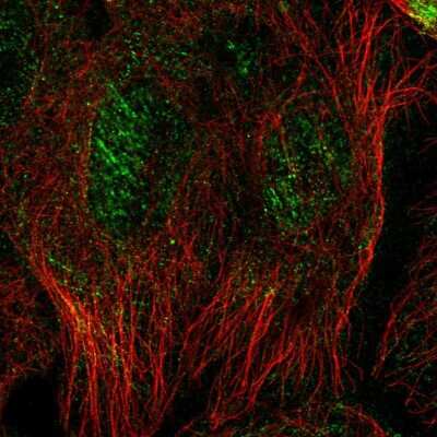 Immunocytochemistry/ Immunofluorescence: Septin-10 Antibody [NBP2-56929]