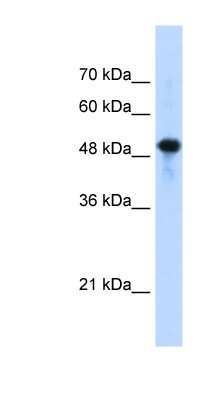 Western Blot: Septin-10 Antibody [NBP1-58106]