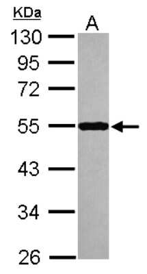 Western Blot: Septin-10 Antibody [NBP2-20298]