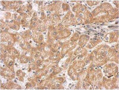 Immunohistochemistry-Paraffin: Septin-11 Antibody [NBP1-31717]