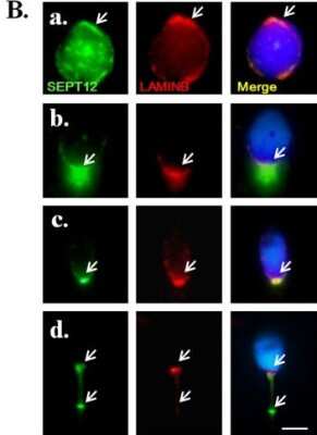 Immunocytochemistry/ Immunofluorescence: Septin-12 Antibody [H00124404-B01P]