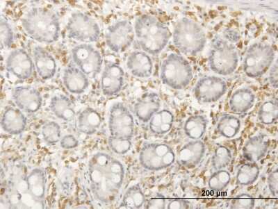 Immunohistochemistry-Paraffin: Septin-12 Antibody [H00124404-B01P]