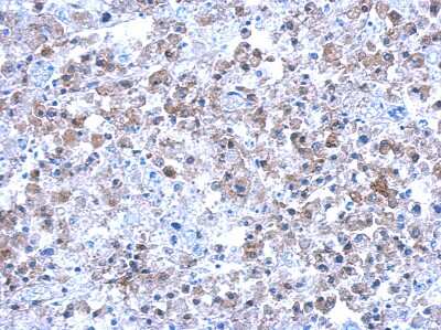 Immunohistochemistry-Paraffin: Septin-12 Antibody [NBP2-20300]