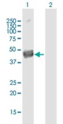 Western Blot: Septin-12 Antibody [H00124404-B01P]