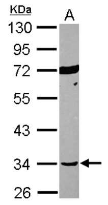 Western Blot: Septin-12 Antibody [NBP2-20300]