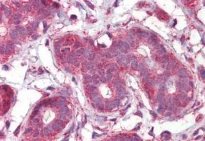 Immunohistochemistry-Paraffin: Septin-2 Antibody [NBP1-06076]