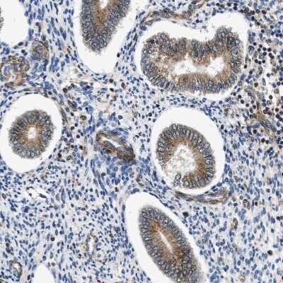 Immunohistochemistry-Paraffin: Septin-2 Antibody [NBP1-85212]
