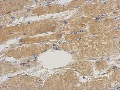 Immunohistochemistry-Paraffin: Septin-2 Antibody [NBP2-20301]