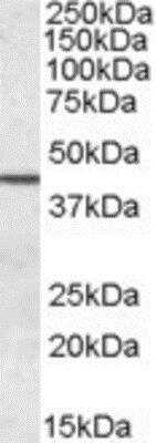 Western Blot: Septin-2 Antibody [NBP1-06076]