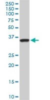 Western Blot: Septin-3 Antibody (4D8) [H00055964-M03]