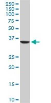 Western Blot: Septin-3 Antibody (4D8) [H00055964-M03]